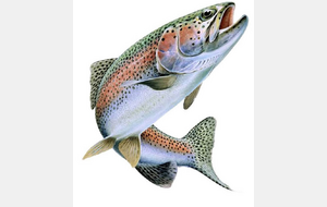 Concours de pêche de mars 2025 (truites)